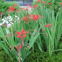 Crocosmia 'lucifer'